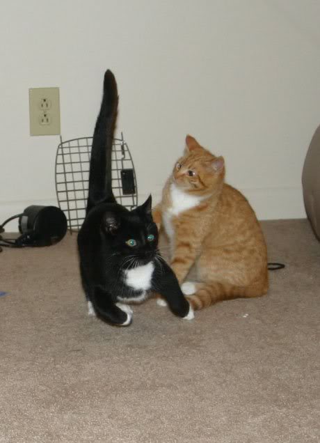 Black Berry in action ^^